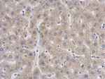SENP8 Antibody in Immunohistochemistry (Paraffin) (IHC (P))