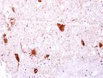 EGFLAM Polyclonal Antibody