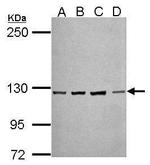 PCDH10 Antibody in Western Blot (WB)