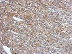 RNF133 Antibody in Immunohistochemistry (Paraffin) (IHC (P))