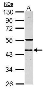RNF133 Antibody in Western Blot (WB)