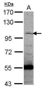 PCDHGC5 Polyclonal Antibody