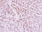 LRG1 Antibody in Immunohistochemistry (Paraffin) (IHC (P))
