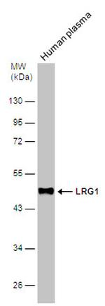 LRG1 Antibody in Western Blot (WB)