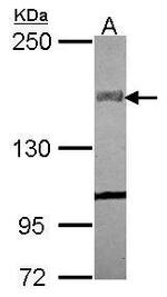 COL14A1 Antibody in Western Blot (WB)