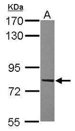 RABL6 Antibody in Western Blot (WB)