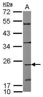 Cdc42EP2 Polyclonal Antibody