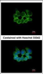 RPL8 Polyclonal Antibody