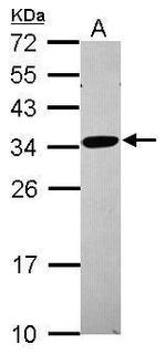 RPL8 Antibody in Western Blot (WB)