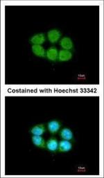 SLC4A1AP Polyclonal Antibody