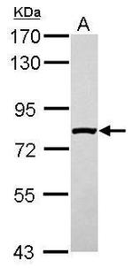 SLC4A1AP Antibody in Western Blot (WB)