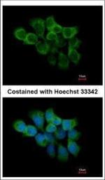 Cyclophilin F Polyclonal Antibody