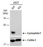 Cyclophilin F Antibody in Western Blot (WB)