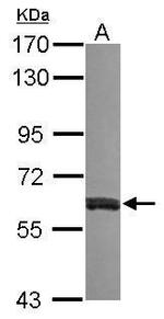 VAM1 Antibody in Western Blot (WB)