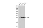 eIF6 Antibody in Western Blot (WB)