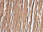 ASB8 Antibody in Immunohistochemistry (Paraffin) (IHC (P))