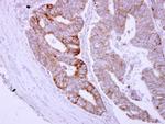 ASB8 Antibody in Immunohistochemistry (Paraffin) (IHC (P))