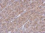 ASB8 Antibody in Immunohistochemistry (Paraffin) (IHC (P))