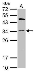 ASB8 Antibody in Western Blot (WB)