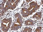 GIMAP4 Polyclonal Antibody