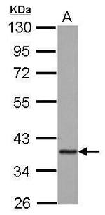 GIMAP4 Antibody in Western Blot (WB)