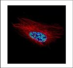 HOXC10 Polyclonal Antibody