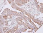 LANCL1 Polyclonal Antibody