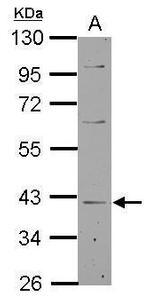 LANCL1 Antibody in Western Blot (WB)