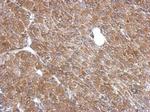 LANCL1 Polyclonal Antibody