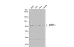 ORP5 Antibody in Western Blot (WB)