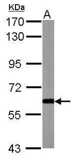 GDF10 Antibody in Western Blot (WB)