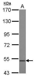 GDF10 Antibody in Western Blot (WB)