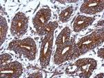 MRPS18B Polyclonal Antibody