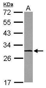 Calpain S1 Antibody in Western Blot (WB)