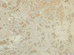 FSTL1 Antibody in Immunohistochemistry (Paraffin) (IHC (P))