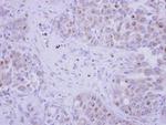 FSTL1 Antibody in Immunohistochemistry (Paraffin) (IHC (P))
