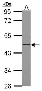 FSTL1 Antibody in Western Blot (WB)