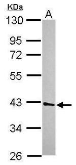 UFD1L Antibody in Western Blot (WB)