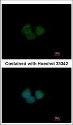 ENC-2 Polyclonal Antibody