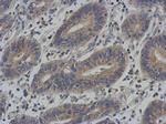 ENC-2 Antibody in Immunohistochemistry (Paraffin) (IHC (P))