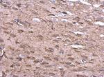 ENC-2 Antibody in Immunohistochemistry (Paraffin) (IHC (P))