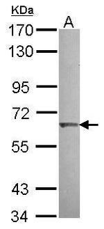 ENC-2 Antibody in Western Blot (WB)
