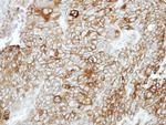 PCDHB16 Antibody in Immunohistochemistry (Paraffin) (IHC (P))
