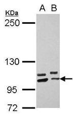 PCDHA10 Polyclonal Antibody