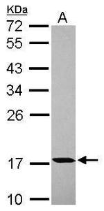 PPIH Antibody in Western Blot (WB)
