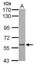 SF3A3 Polyclonal Antibody