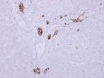 ARMC1 Polyclonal Antibody