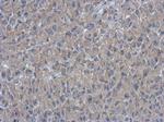 ARMC1 Antibody in Immunohistochemistry (Paraffin) (IHC (P))