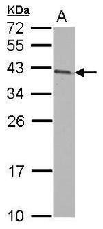 ARMC1 Antibody in Western Blot (WB)