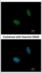 NANS Polyclonal Antibody
